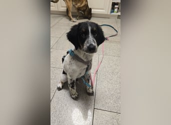 Loki sucht ein Zuhause
