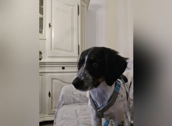 Loki sucht ein Zuhause