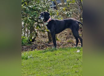 Ruhige Hündin sucht ein Zuhause