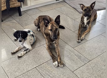 Loki sucht ein Zuhause
