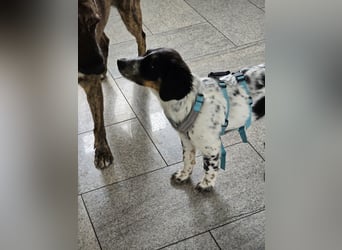 Loki sucht ein Zuhause