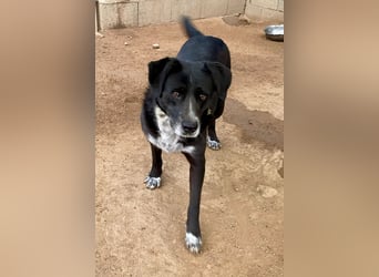 GINGER - supernette schwarze Schönheit!