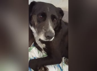 GINGER - supernette schwarze Schönheit!