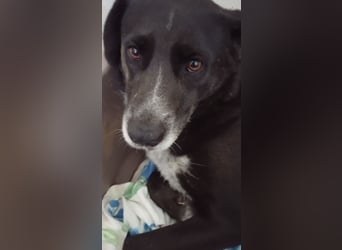 GINGER - supernette schwarze Schönheit!