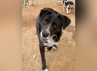 GINGER - supernette schwarze Schönheit!