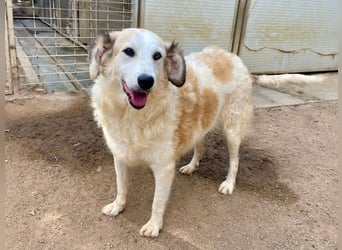 BRUNELLA - lieber Rohdiamant