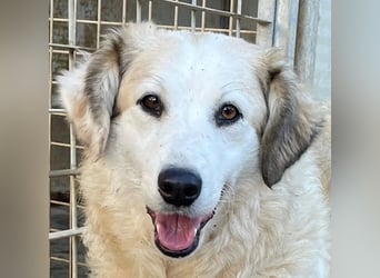 BRUNELLA - lieber Rohdiamant