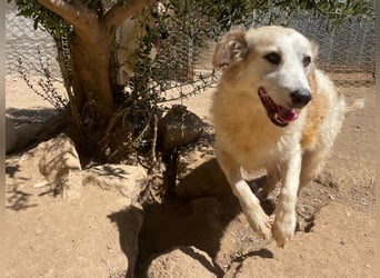 BRUNELLA - lieber Rohdiamant