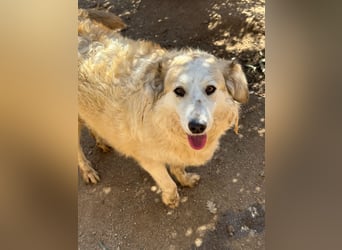 BRUNELLA - lieber Rohdiamant