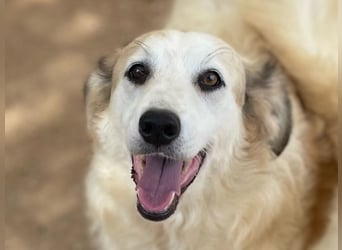 BRUNELLA - lieber Rohdiamant