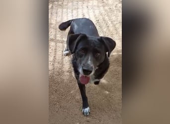 GINGER - supernette schwarze Schönheit!