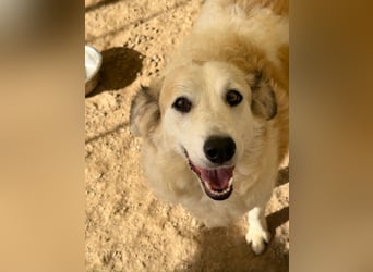 BRUNELLA - lieber Rohdiamant