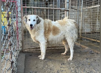 BRUNELLA - lieber Rohdiamant