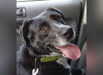 GINGER - supernette schwarze Schönheit!