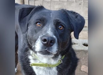 GINGER - supernette schwarze Schönheit!