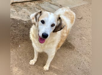 BRUNELLA - lieber Rohdiamant