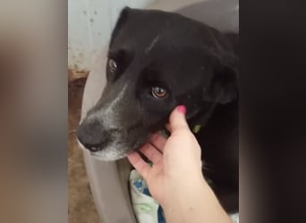 GINGER - supernette schwarze Schönheit!