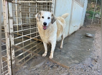 BRUNELLA - lieber Rohdiamant