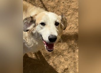 BRUNELLA - lieber Rohdiamant