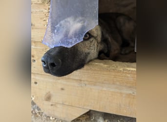 Kira, lieb, dankbar, verträglich