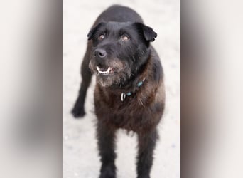 Amy - Sensible Hundedame sucht ihr Für-Immer-Zuhause-auf PS 64832 Babenhausen