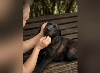 Amy - Sensible Hundedame sucht ihr Für-Immer-Zuhause-auf PS 64832 Babenhausen