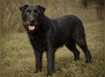 Amy - Sensible Hundedame sucht ihr Für-Immer-Zuhause-auf PS 64832 Babenhausen