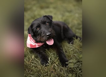 Amy - Sensible Hundedame sucht ihr Für-Immer-Zuhause-auf PS 64832 Babenhausen