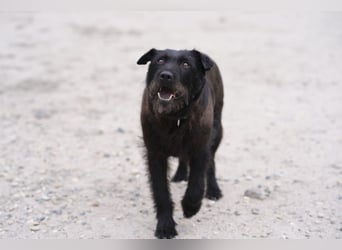 Amy - Sensible Hundedame sucht ihr Für-Immer-Zuhause-auf PS 64832 Babenhausen