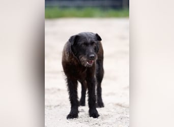 Amy - Sensible Hundedame sucht ihr Für-Immer-Zuhause-auf PS 64832 Babenhausen