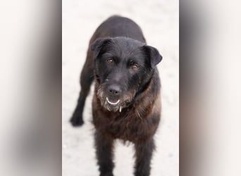 Amy - Sensible Hundedame sucht ihr Für-Immer-Zuhause-auf PS 64832 Babenhausen