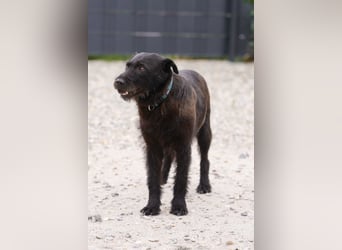Amy - Sensible Hundedame sucht ihr Für-Immer-Zuhause-auf PS 64832 Babenhausen