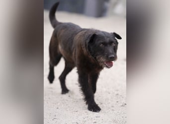 Amy - Sensible Hundedame sucht ihr Für-Immer-Zuhause-auf PS 64832 Babenhausen