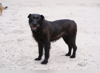 Amy - Sensible Hundedame sucht ihr Für-Immer-Zuhause-auf PS 64832 Babenhausen