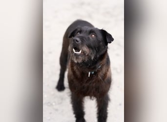 Amy - Sensible Hundedame sucht ihr Für-Immer-Zuhause-auf PS 64832 Babenhausen