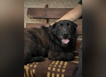 Amy - Sensible Hundedame sucht ihr Für-Immer-Zuhause-auf PS 64832 Babenhausen