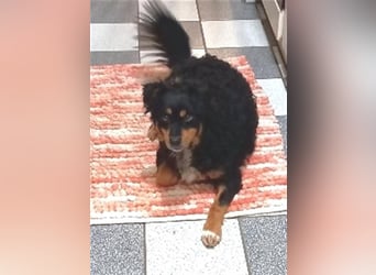 Uli - arbeitsfreudiger Gute-Laune-Hund