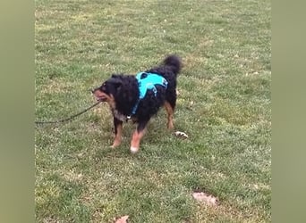 Uli - arbeitsfreudiger Gute-Laune-Hund