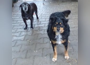 Uli - arbeitsfreudiger Gute-Laune-Hund