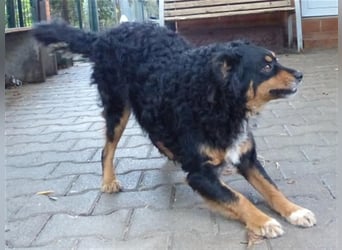 Uli - arbeitsfreudiger Gute-Laune-Hund