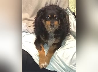 Uli - arbeitsfreudiger Gute-Laune-Hund