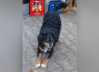 Uli - arbeitsfreudiger Gute-Laune-Hund