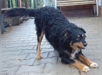 Uli - arbeitsfreudiger Gute-Laune-Hund