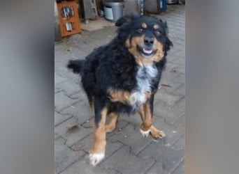 Uli - arbeitsfreudiger Gute-Laune-Hund