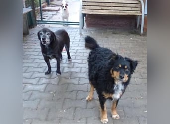 Uli - arbeitsfreudiger Gute-Laune-Hund