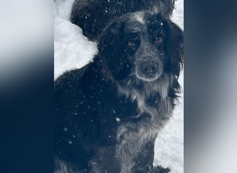 Valik sucht seine Familie!