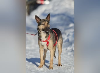 Schlaue DINA sucht eine Familie gerne mit Kindern