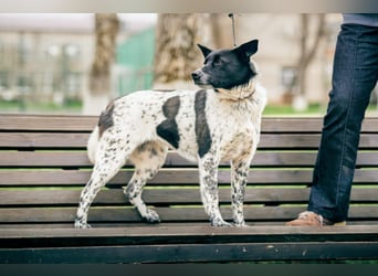 MAYKA – liebevolle Familienhündin sucht ihr Glück