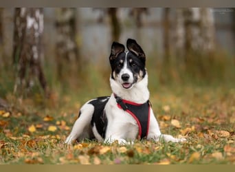 Hübsche KATIE sucht eine aktive Familie