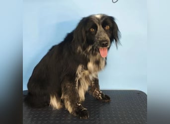 Valik sucht seine Familie!